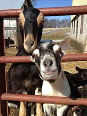 Goats300
