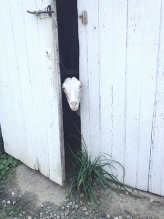 Goat Door320